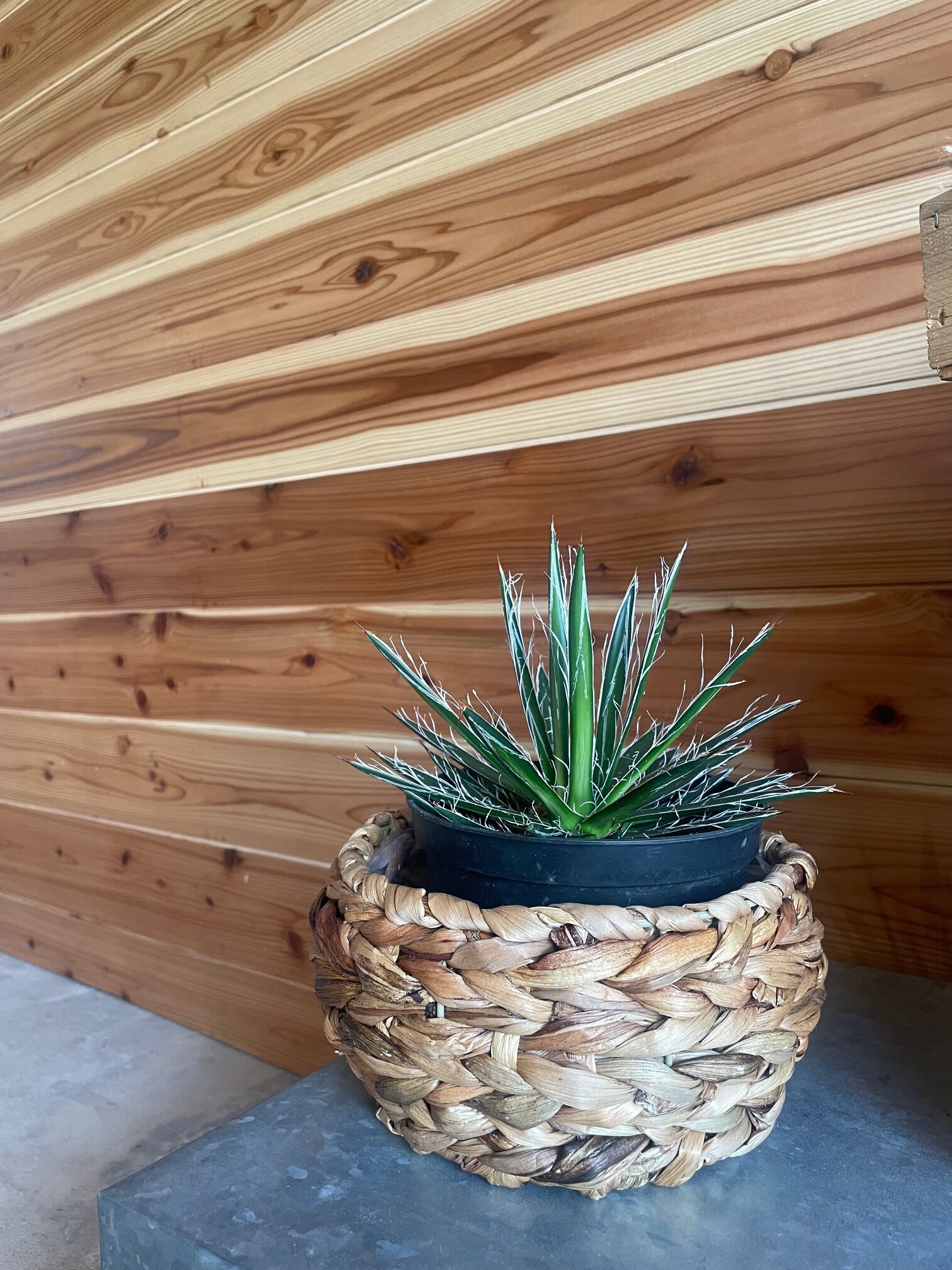 Recommend Plants】アガベ シジゲラのご紹介！ | garden peaks